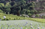 Il ritorno del lino, tra eccellenza locale e legame con il territorio