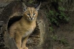 La fierezza fatta felino: il caracal