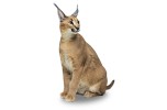 Caracal