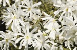 Magnolia stellata