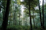 Lo stato delle foreste in Lombardia