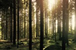 Lo stato delle foreste in Lombardia