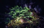 Lo stato delle foreste in Lombardia