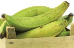 Il platano