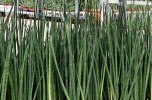 sansevieria