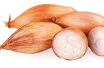 Scalogno