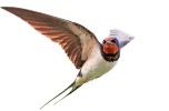 Swallows