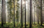 In Italia il primo Forum Mondiale sulle Foreste Urbane