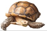 Tesuggine 