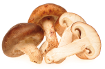 Funghi prataioli