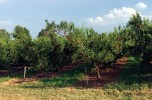 Il frutteto 