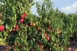 Pesche, è tempo di autoraccolta