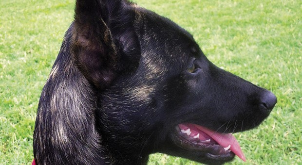 Risolvere i problemi con i cani è possibile