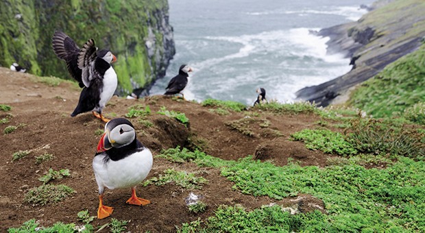 Puffins