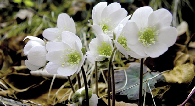 anemone di bosco