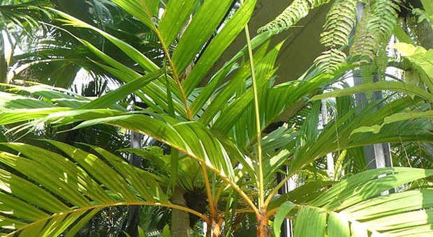 areca