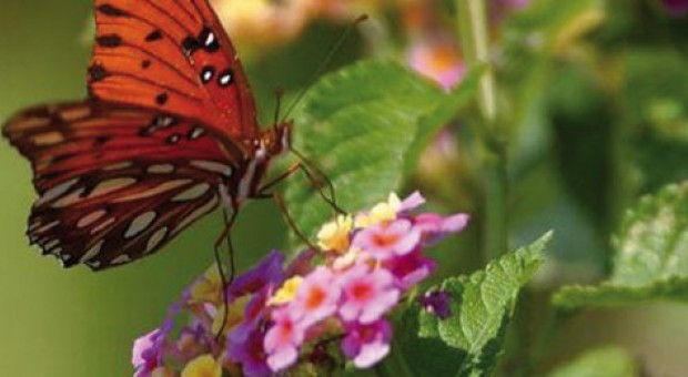 Biodiversamente 