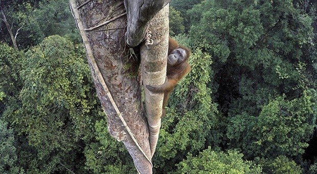 Wildlife Photographer of the Year: Fotografare per conservare la natura