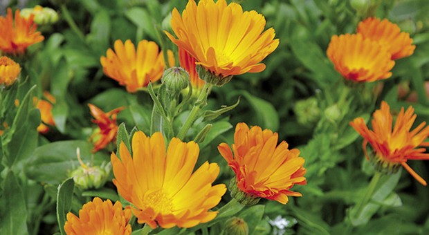 Calendula