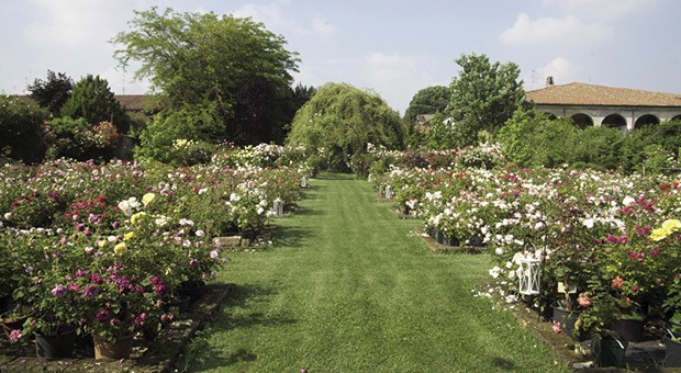 Per tre volte Giardinaria