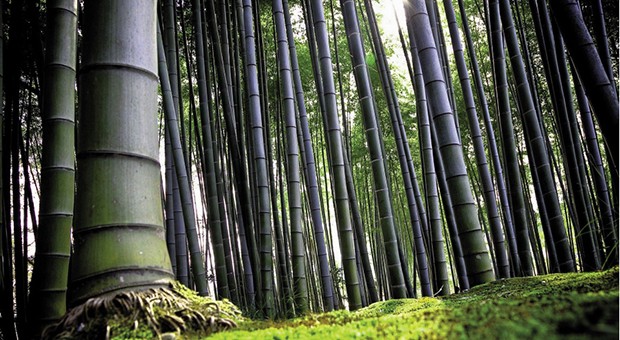 Grandi opportunità per l’agricoltura grazie al Bambù Gigante OnlyMoso