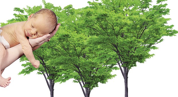 Giornata degli alberi. Un bosco in più per Cremona