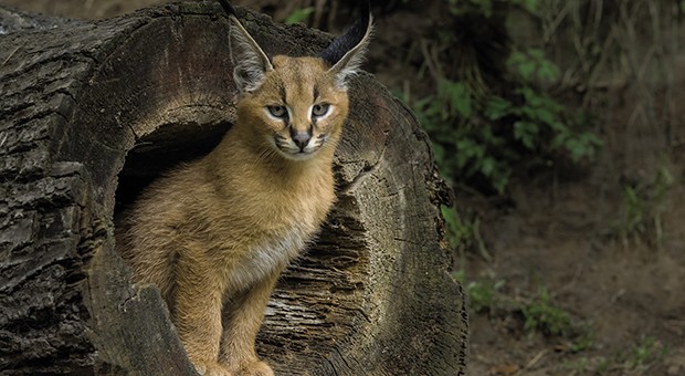 La fierezza fatta felino: il caracal