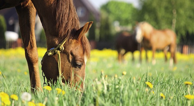 L’Ostello degli animali