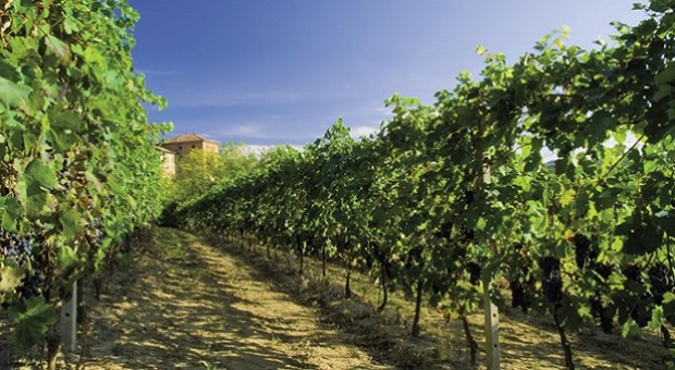 Le signore del vino nel Regno delle botti