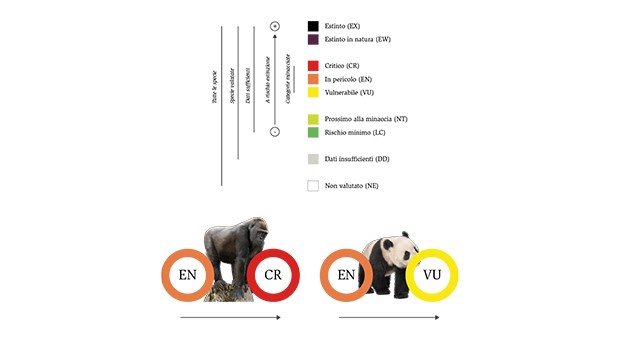 Panda fuori pericolo. Grandi scimmie a rischio estinzione