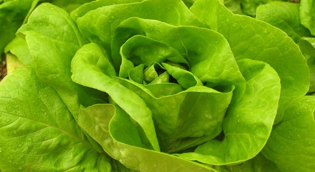 Lattuga 