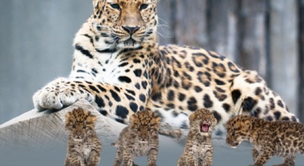 Leopardo 