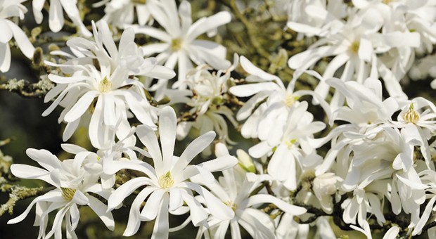 Magnolia stellata