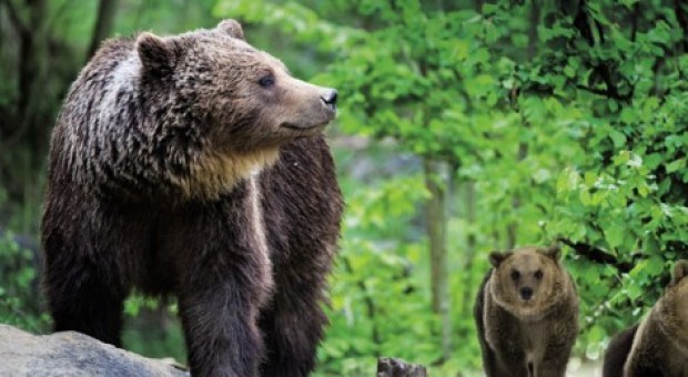 Orso bruno gigante buono