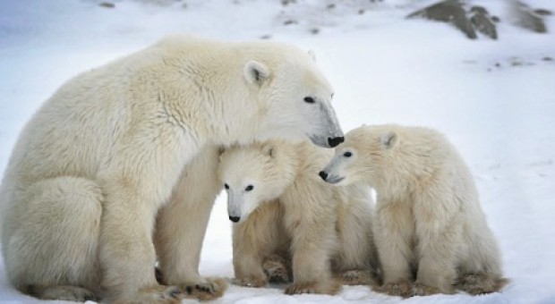 orso polare_riscaldamento climatico