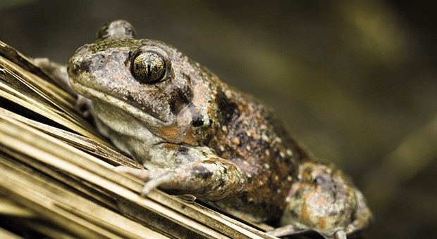 Life Tib: l’autostrada della biodiversità