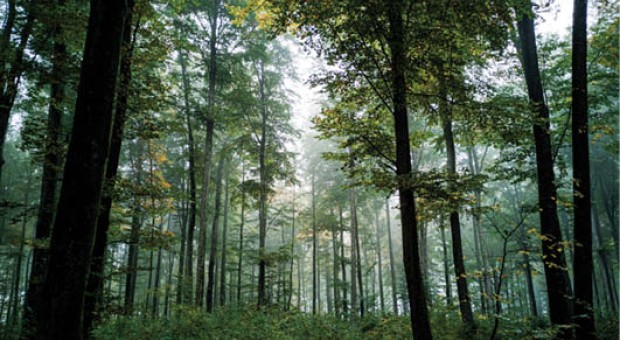 Lo stato delle foreste in Lombardia