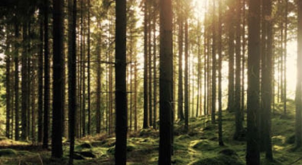 Lo stato delle foreste in Lombardia