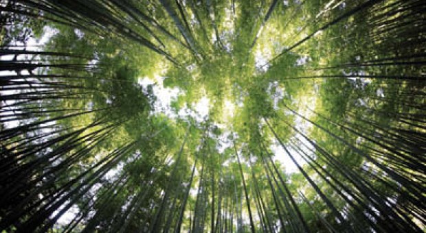 Lo stato delle foreste in Lombardia