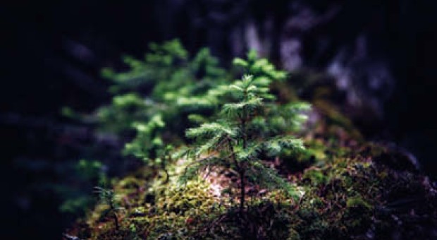 Lo stato delle foreste in Lombardia
