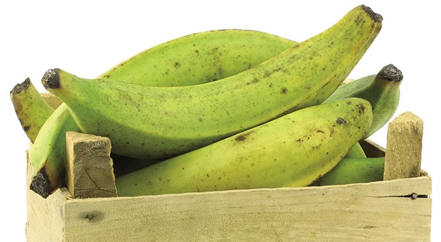 Il platano