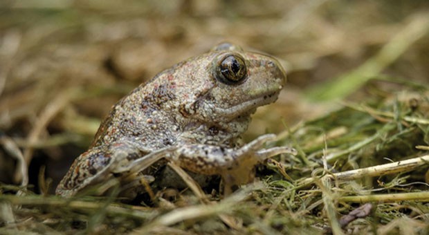 Foto Marco Tessaro