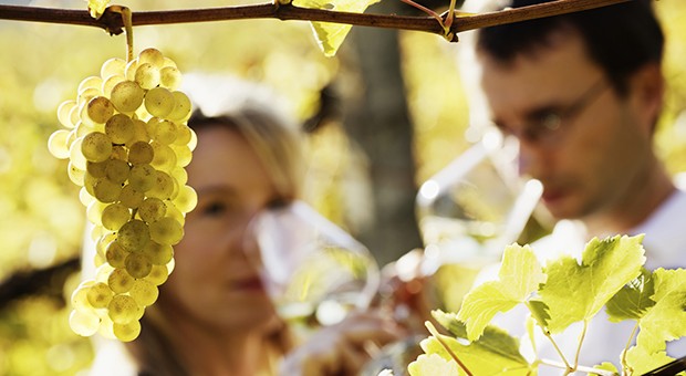 Il Vino... amico della biodiversità