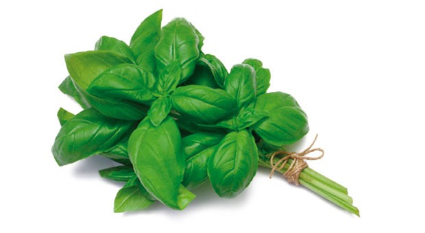 basilico