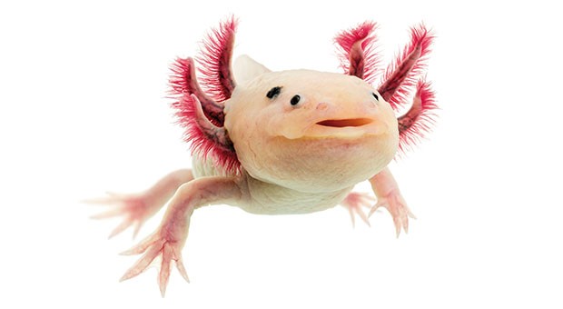 Axolotl