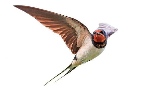 Swallows
