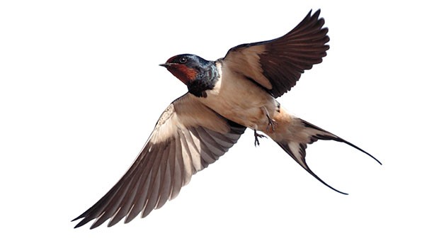 How many swallows make a spring?