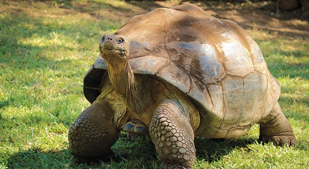 The world’s longest-living species of tortoise saved by a Casanova