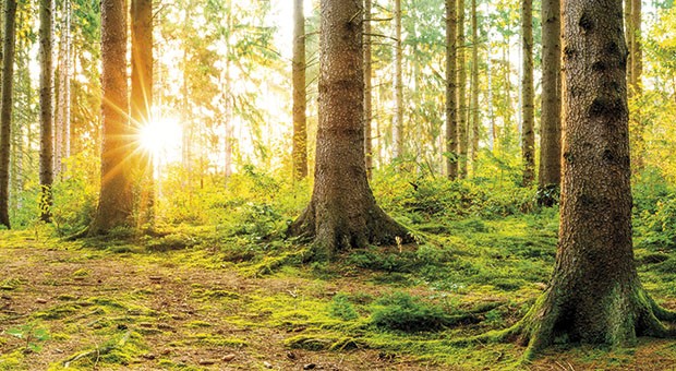 I benefici delle foreste ora sono certificabili