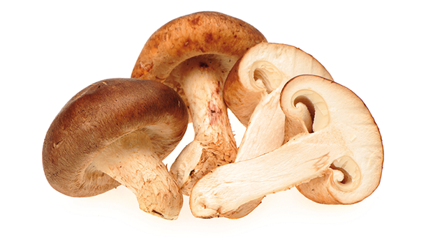 Funghi prataioli